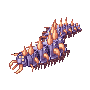 Centipede